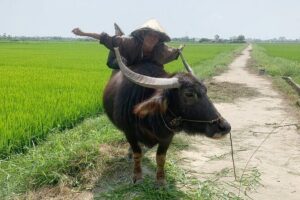 3 Hours Hoi An Countryside Bicycle Tour - Mr Quy and the small-group feel: safety, English, and relaxed pacing