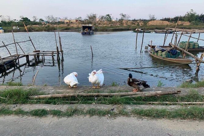3 Hours Motorbike Tour in Hoi An Countryside. - Price and Value: What $51.24 Covers in Real Terms