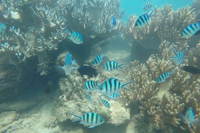 Cham Island Exploration Tour and Swimming with Local Guide - Cham Island and Hon Nhon Beach: what the snorkeling day really looks like