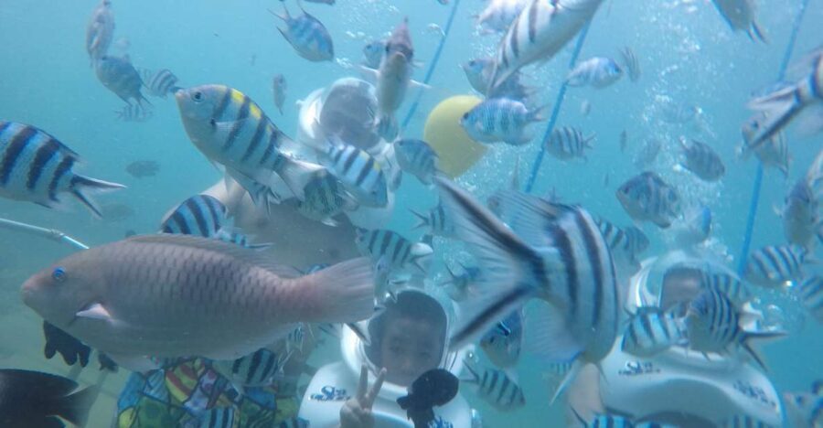 Cham Island: Underwater Walking & Snorkeling Tour - The snorkeling portion: reef time, but manage expectations