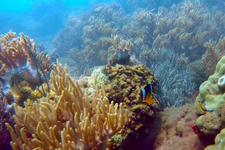 Cham Island: Underwater Walking & Snorkeling Tour - Safety and health: who this tour is and isn’t for