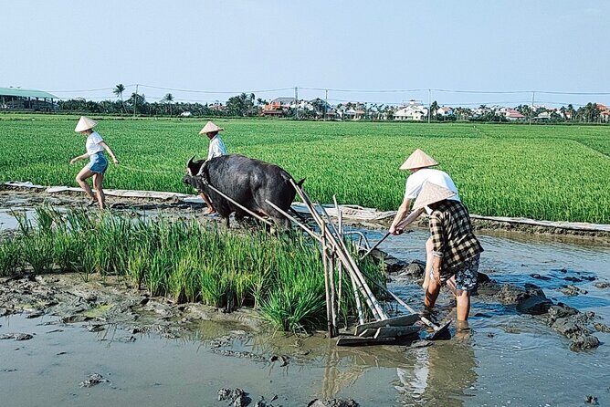 Cycling, Buffalo, Basket Boat ride in Hoi An - Lunch and dinner included: why the food matters here