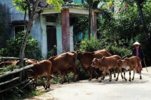 Discover The Hidden Charm Of Hoi An’s Countryside On A Bike Tour - Cam Kim Island start: the ride out of the city is part of the show