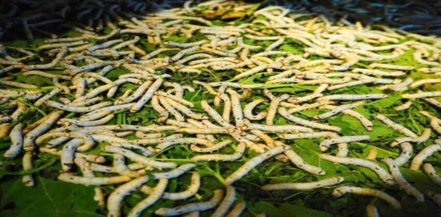 Discover Traditional Silk Process in Hoi An Silk Village - Quang Nam’s Traditional House and the Mulberry Story