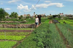 Explore Hoi An Village Island - Leaving Hoi An: the first stretch sets the tone