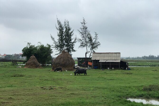 Half-Day Hoi An Countryside and Villages Tour by Bike - Stop 5: Tra Que Vegetable Village and lunch—organic growing with riverweed fertilization