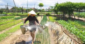 Hoi An: Authentic Cooking class in organic Herb Village - Hoi An Market Stop: Learn the Ingredients Before You Cook