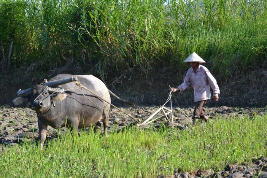 Hoi An Countryside Bicycle Tour : 25 Km Real Vietnam - Timing, Weather, and What to Pack for a 9-Hour Day