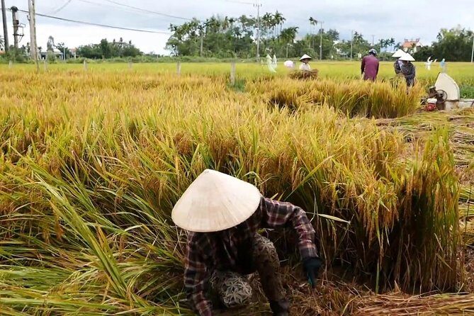 Hoi An Countryside By Bike - Village Life on Two Wheels: Rice Paddies, Animals, and Work You Can Try