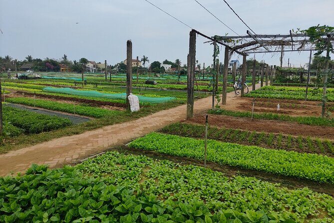 Hoi An Half-Day Bicycle Tour: Visit Herb Village, Row Basket Boat - Lunch at noon: traditional Vietnamese food after you’ve earned it