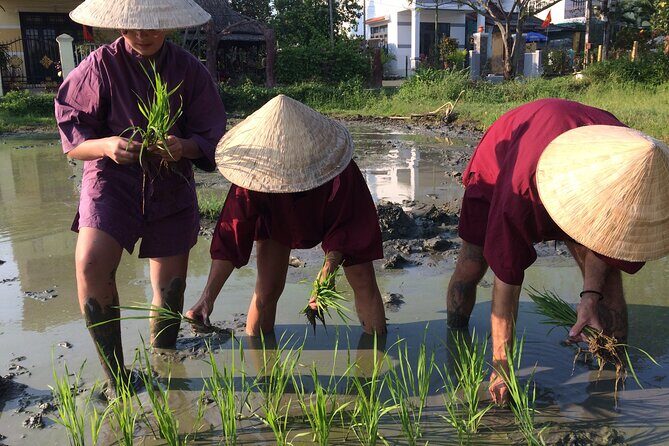 Hoi An Rice Farm Tour and Buffalo Riding with Local Home Meal - Buffalo riding in real fields: what to expect