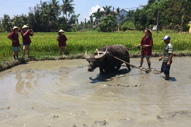 Hoi An Rice Farm Tour and Buffalo Riding with Local Home Meal - Cooking demonstrations and lunch with a rice-farming family