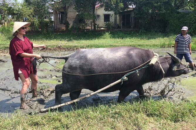 Hoi An Rice Farm Tour and Buffalo Riding with Local Home Meal - Price and value: $60 for a full rural day