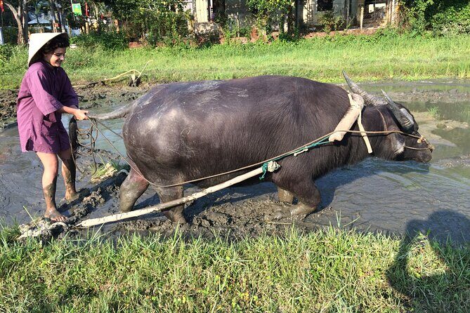 Hoi An Rice Farm Tour and Buffalo Riding with Local Home Meal - Quick tips to make your day easier