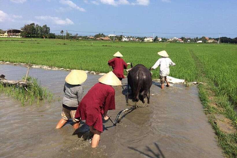 Hoi An Wet Rice Farming Tour-Basket Boat Tour Fishing-Lunch - Key Highlights You’ll Actually Feel