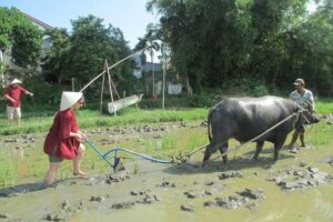 Hoi An Wet Rice Farming Tour Private Round Boat Fishing & Lunch - Stop 2: Bay Mau Coconut Forest stories and mangrove wartime memories