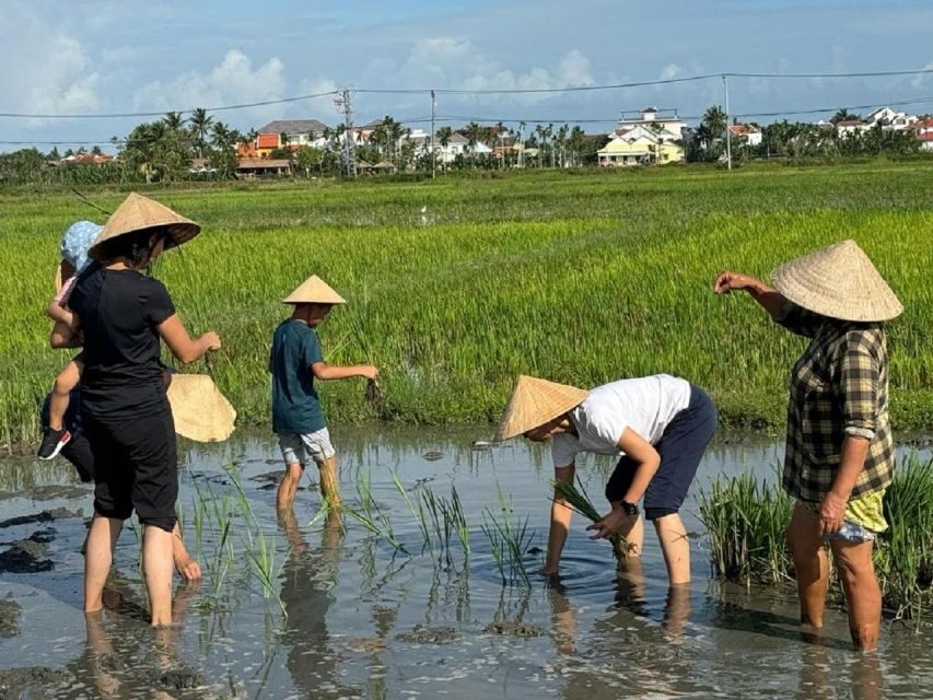 Hoi An:Cycling,Traditional Farming & Fishing Life Experience - Rice paddies, fish and shrimp farms: hands-on farming without the museum vibe