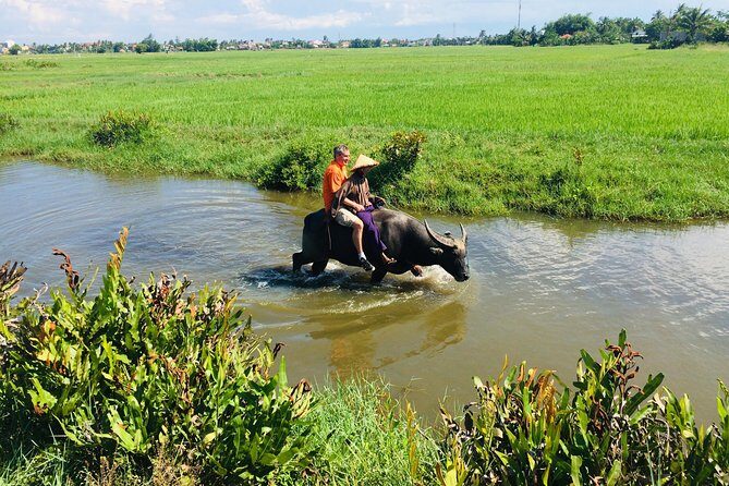 Riding Water Buffalo and Basket Boat Hoi An Private Bike Tour - Price, Timing, and Effort for a $29 Private Tour