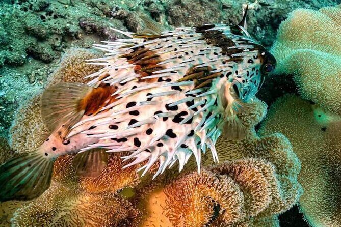 Scuba Diving Tour in Cham Island for certified divers or Beginners - Boat Sights, Photo Help, Snacks, and Small Comforts
