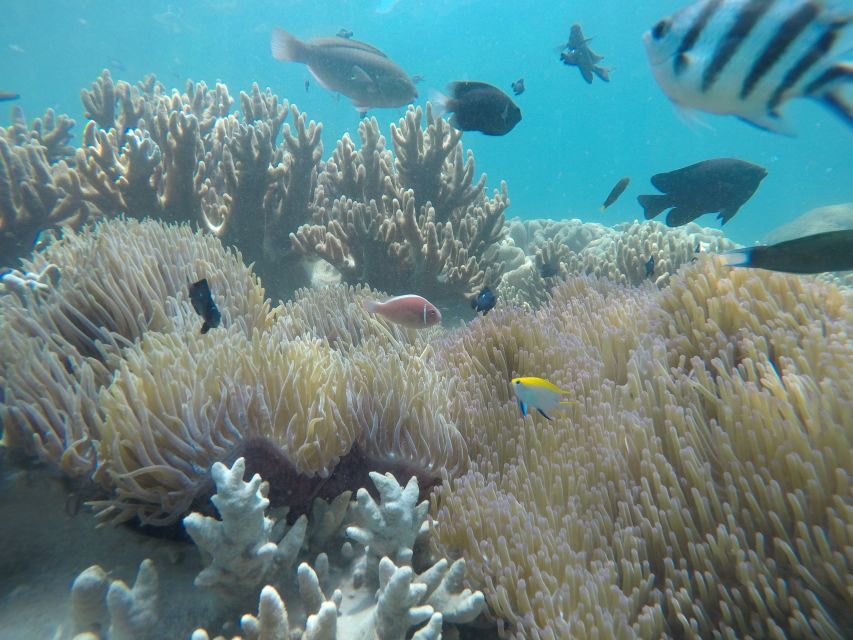Snorkeling Cham Island: Snorkeling Tour by Speed Boat - Key things I’d zero in on before you go