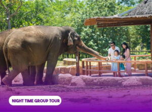 South Hoi An River Safari With Candle-lit Beach Dinner - VinWonders Nam Hoi An: big time slot, park vibes included